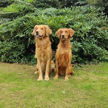 7 Golden Retriever til salg på købhund.dk