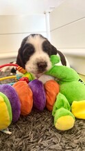 6 Engelsk Springer Spaniel til salg på købhund.dk