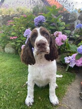 6 Engelsk Springer Spaniel til salg på købhund.dk