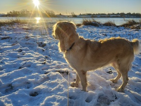 8 Golden Retriever til salg på købhund.dk