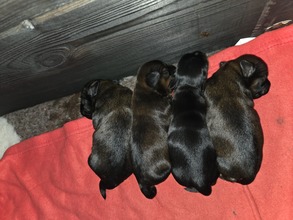 4 Bichon Havanais til salg på købhund.dk