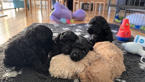 6 Pudel, dværg til salg på købhund.dk