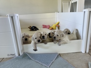 7 Golden Retriever til salg på købhund.dk
