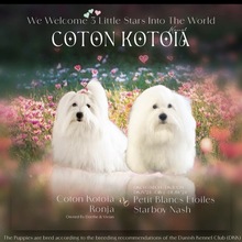 3 Coton de Tulear til salg på købhund.dk