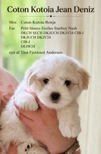 3 Coton de Tulear til salg på købhund.dk
