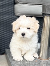 3 Coton de Tulear til salg på købhund.dk