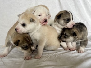 6 Siberian Husky til salg på købhund.dk