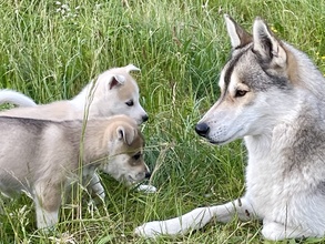 6 Siberian Husky til salg på købhund.dk