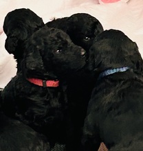 8 Pudel, stor til salg på købhund.dk