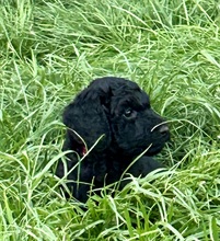 8 Pudel, stor til salg på købhund.dk
