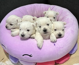 6 West Highland White Terrier til salg på købhund.dk