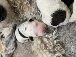 5 Spansk Vandhund til salg på købhund.dk