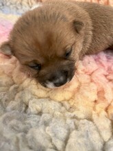 4 Podengo Portugues, korthåret dværg til salg på købhund.dk