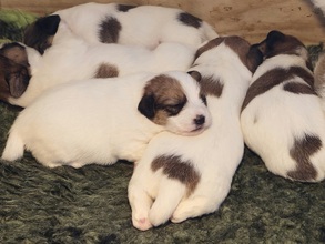 5 Jack Russell Terrier til salg på købhund.dk