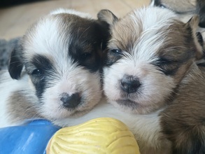 5 Jack Russell Terrier til salg på købhund.dk