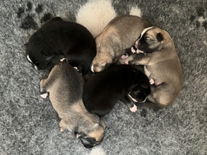 5 Islandsk Fårehund til salg på købhund.dk
