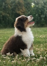 6 Miniature American Shepherd til salg på købhund.dk