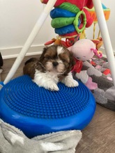 4 Shih Tzu til salg på købhund.dk