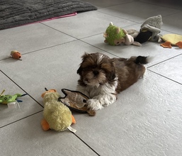 4 Shih Tzu til salg på købhund.dk