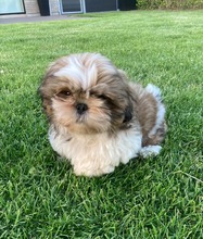 4 Shih Tzu til salg på købhund.dk