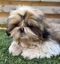 4 Shih Tzu til salg på købhund.dk