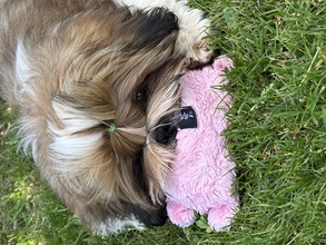 4 Shih Tzu til salg på købhund.dk
