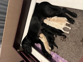 6 Labrador Retriever til salg på købhund.dk