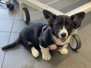 9 Welsh Corgi Cardigan til salg på købhund.dk