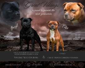 6 Staffordshire Bull Terrier til salg på købhund.dk