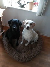 11 Labrador Retriever til salg på købhund.dk