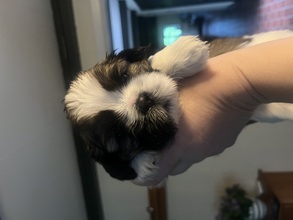 6 Shih Tzu til salg på købhund.dk