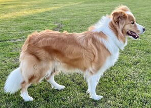 6 Border Collie til salg på købhund.dk