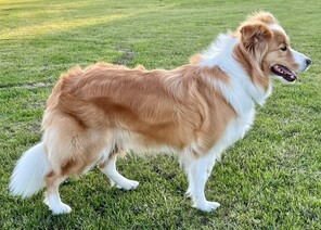6 Border Collie til salg på købhund.dk