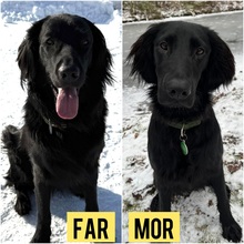 7 Flat Coated Retriever til salg på købhund.dk