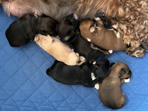 6 Bichon Havanais til salg på købhund.dk