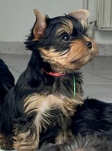 6 Yorkshire Terrier til salg på købhund.dk