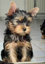 6 Yorkshire Terrier til salg på købhund.dk