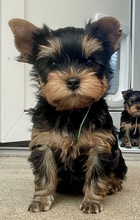 6 Yorkshire Terrier til salg på købhund.dk
