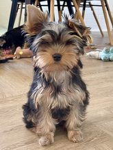 6 Yorkshire Terrier til salg på købhund.dk