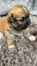 4 Tibetansk Spaniel til salg på købhund.dk