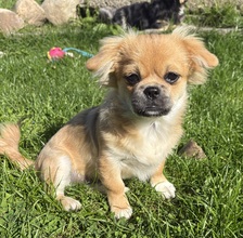 4 Tibetansk Spaniel til salg på købhund.dk