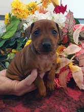 3 Dværgpinscher til salg på købhund.dk