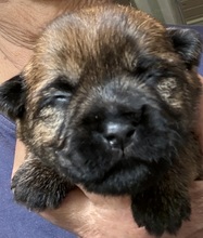 5 Cairn Terrier til salg på købhund.dk