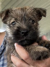 5 Cairn Terrier til salg på købhund.dk