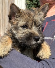5 Cairn Terrier til salg på købhund.dk