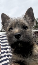 5 Cairn Terrier til salg på købhund.dk