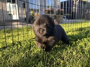 3 Schipperke til salg på købhund.dk