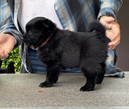 3 Schipperke til salg på købhund.dk