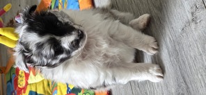 3 Shetland Sheepdog til salg på købhund.dk