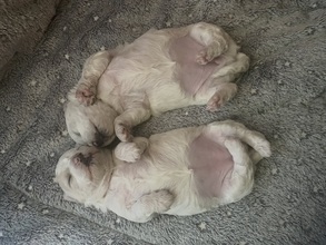 2 Bichon Frisé til salg på købhund.dk
